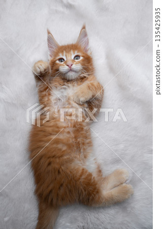 cute ginger kitten lying on back on white fake fur or carpet 135425935