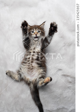 playful tabby kitten lying on back on white fake fur carpet 135425937