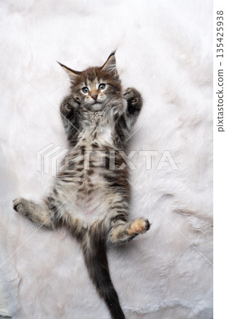 playful tabby kitten lying on back on white fake fur carpet playful tabby kitten lying on back on white fake fur carpet 135425938