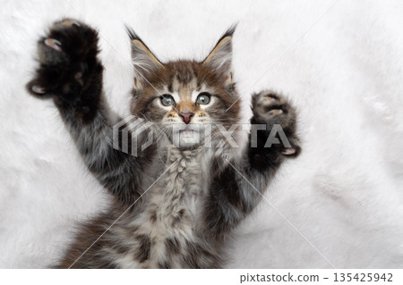 playful tabby kitten lying on back on white fake fur carpet 135425942