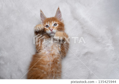 cute ginger kitten lying on back on white fake fur or carpet 135425944