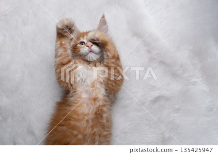 cute ginger kitten lying on back on white fake fur or carpet 135425947