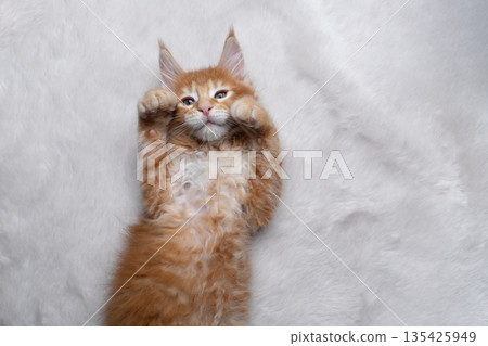 cute ginger kitten lying on back on white fake fur or carpet cute ginger kitten lying on back on white fake fur or carpet 135425949