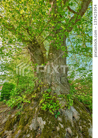 Big tree, growth and green leafs in nature of natural trunks and branches for sustainability, agriculture or life outdoors. Trees with leaves or plants growing on stem in the summer countryside 135425954