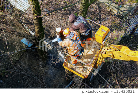 Municipal service workers stand with a chainsaw in a crane basket and trim dangerous trees 135426021