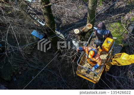 Municipal service workers stand with a chainsaw in a crane basket and trim dangerous trees Municipal service workers stand with a chainsaw in a crane basket and trim dangerous trees 135426022