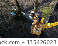 Municipal service workers stand with a chainsaw in a crane basket and trim dangerous trees 135426023