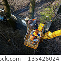 Municipal service workers stand with a chainsaw in a crane basket and trim dangerous trees 135426024