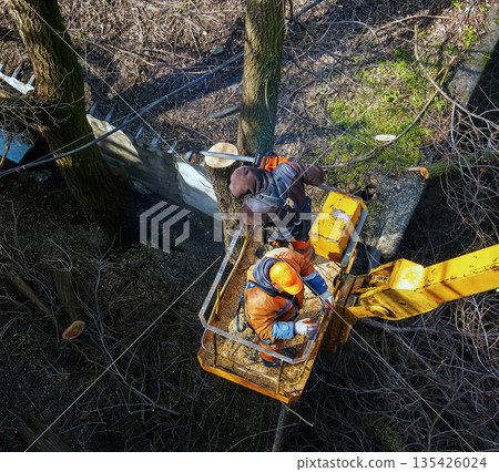 Municipal service workers stand with a chainsaw in a crane basket and trim dangerous trees Municipal service workers stand with a chainsaw in a crane basket and trim dangerous trees 135426024