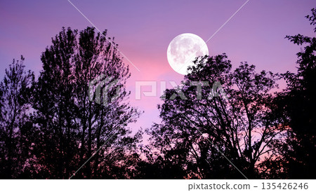 Sky, nature and trees with moon over forest for halloween, horror and fantasy landscape. Silhouette, shadow and scary with moonlight woods at night for danger, haunted and spooky journey Sky, nature and trees with moon over forest for halloween, horror and fantasy landscape. Silhouette, shadow and scary with moonlight woods at night for danger, haunted and spooky journey 135426246