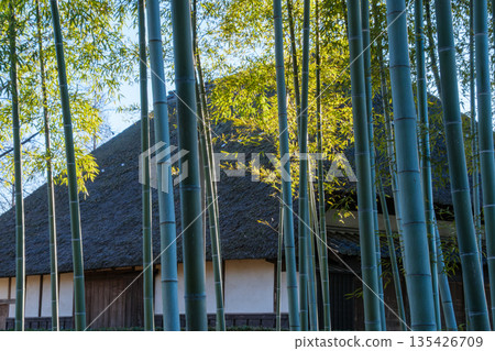 竹林和茅草屋頂 135426709