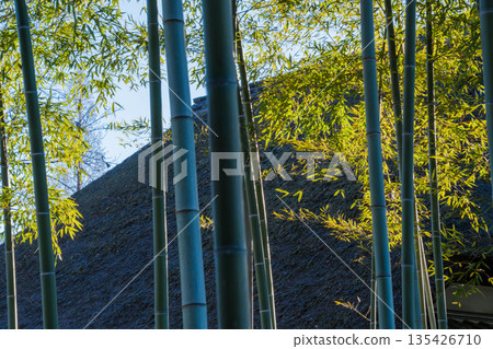 光亮的竹林 光亮的竹林 135426710