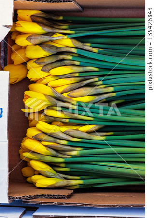Yellow daffodils packed in cardboard at the flower market. Top view of fresh narcissus with long green stems tightly packed in a shipping box. Yellow daffodils packed in cardboard at the flower market. Top view of fresh narcissus with long green stems tightly packed in a shipping box. 135426843