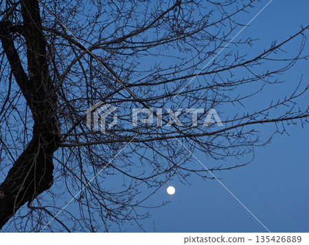 Silhouette of bare tree branches against a deep blue twilight sky. Full moon shining in the distance. Winter night nature background 135426889