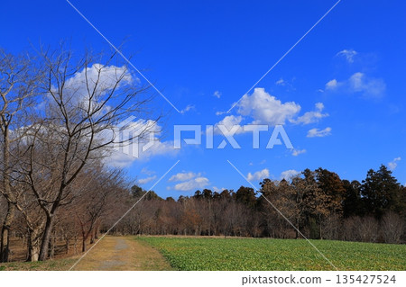 Blue sky and white clouds Blue sky and white clouds 135427524