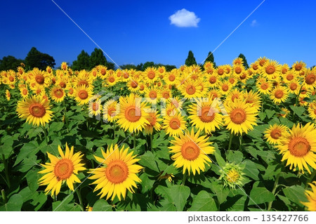 一片向日葵花田在盛夏的藍天下綿延展開。 135427766