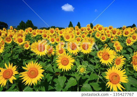 A field of sunflowers stretching out under the blue midsummer sky A field of sunflowers stretching out under the blue midsummer sky 135427767