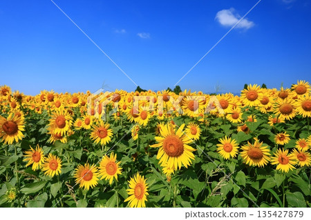 A field of sunflowers stretching out under the blue midsummer sky A field of sunflowers stretching out under the blue midsummer sky 135427879
