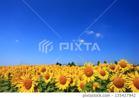 一片向日葵花田在盛夏的藍天下綿延展開。 135427942
