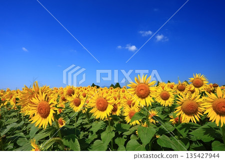 A field of sunflowers stretching out under the blue midsummer sky A field of sunflowers stretching out under the blue midsummer sky 135427944