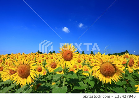 A field of sunflowers stretching out under the blue midsummer sky A field of sunflowers stretching out under the blue midsummer sky 135427946