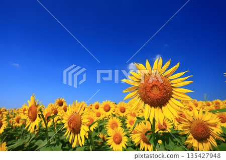 A field of sunflowers stretching out under the blue midsummer sky A field of sunflowers stretching out under the blue midsummer sky 135427948