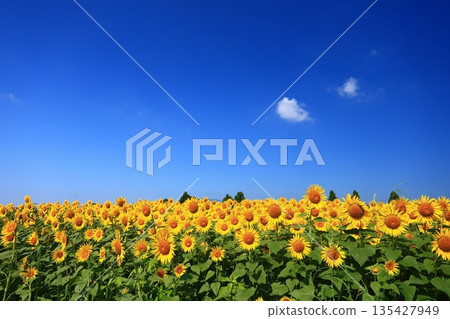 A field of sunflowers stretching out under the blue midsummer sky 135427949