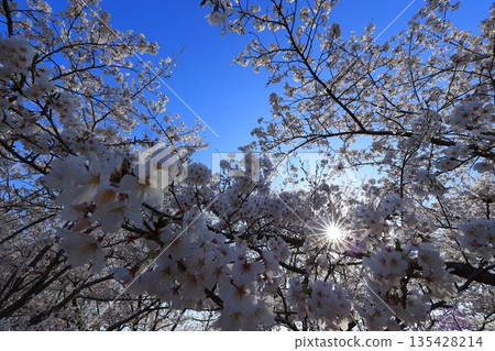 Cherry blossoms in full bloom shining in the blue sky Cherry blossoms in full bloom shining in the blue sky 135428214