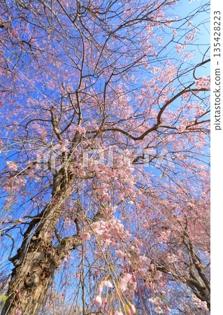 Cherry blossoms in full bloom shining in the blue sky Cherry blossoms in full bloom shining in the blue sky 135428223
