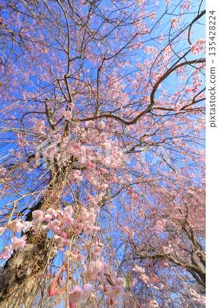 Cherry blossoms in full bloom shining in the blue sky Cherry blossoms in full bloom shining in the blue sky 135428224