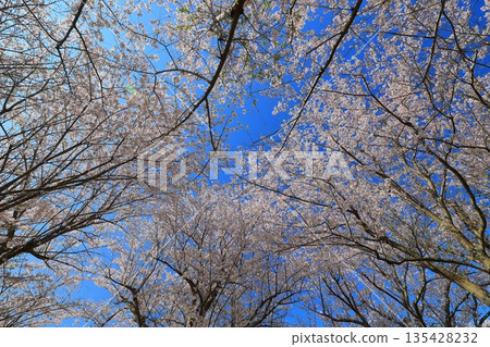 盛開的櫻花在藍天中閃耀 135428232