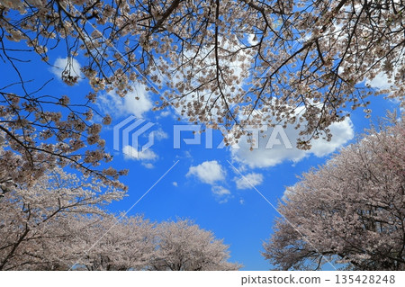 盛開的櫻花在藍天中閃耀 盛開的櫻花在藍天中閃耀 135428248