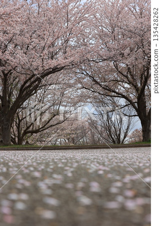 Cherry blossoms in full bloom shining in the blue sky 135428262