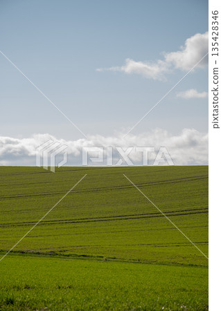 Green wheat field and blue sky in spring 135428346