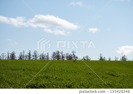 Green wheat field and blue sky in spring 135428348