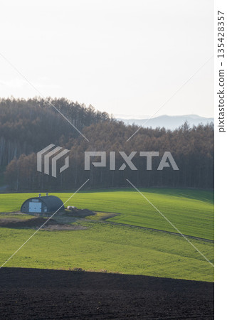 Spring green wheat fields reflecting the setting sun 135428357