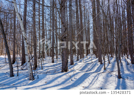 Spring forest with snow and sunshine 135428371