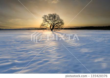 矗立在雪原上的日本榆樹 矗立在雪原上的日本榆樹 135428376