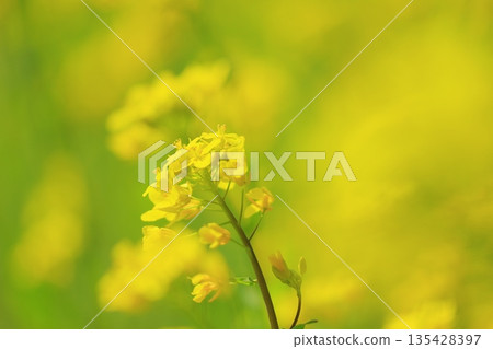 Yellow rape field garden Yellow rape field garden 135428397