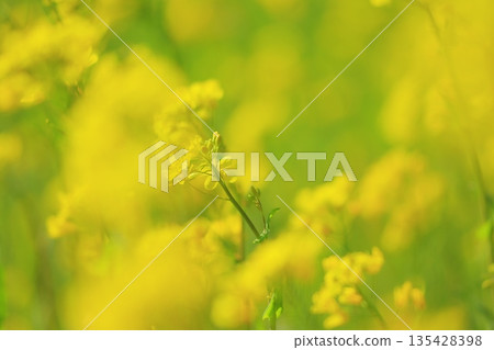 Yellow rape field garden Yellow rape field garden 135428398