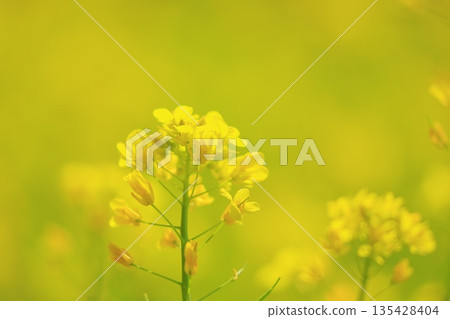 Yellow rape field garden Yellow rape field garden 135428404