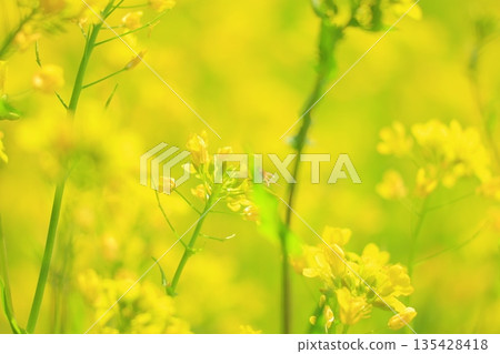 Yellow rape field garden Yellow rape field garden 135428418