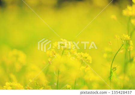 Yellow rape field garden Yellow rape field garden 135428437