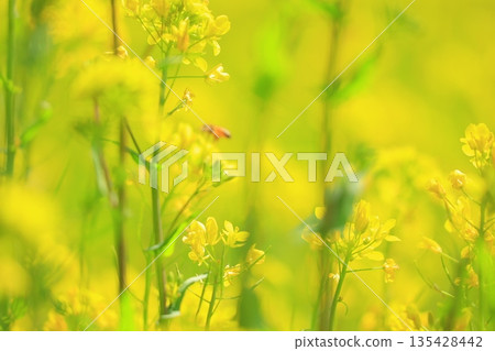 Yellow rape field garden 135428442