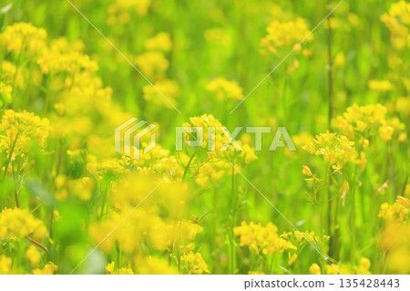 黃色強姦領域庭院 135428443