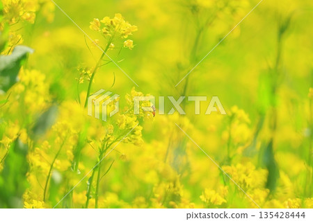 Yellow rape field garden 135428444