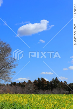 Yellow rape field garden 135428453