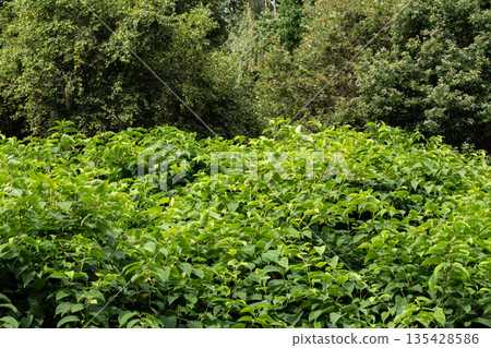Lush green vegetation covers the landscape in a dense forest during a sunny  135428586