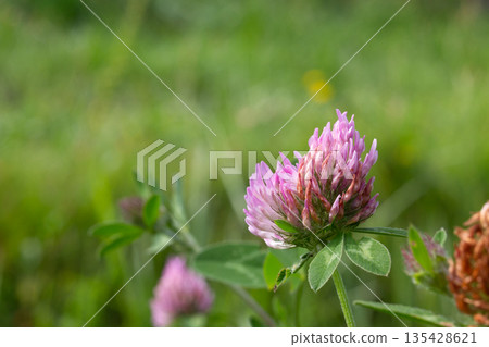 Beautiful purple clover blossoms blooming in a sunny grass field during spring Beautiful purple clover blossoms blooming in a sunny grass field during spring 135428621