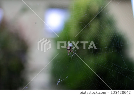 Spider weaving a delicate web in the garden during a sunny afternoon Spider weaving a delicate web in the garden during a sunny afternoon 135428642
